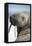 Walrus on Iceberg, Hudson Bay, Nunavut, Canada-Paul Souders-Framed Stretched Canvas