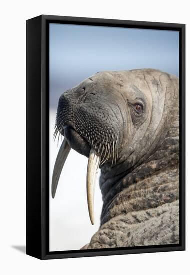 Walrus on Iceberg, Hudson Bay, Nunavut, Canada-Paul Souders-Framed Stretched Canvas