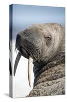 Walrus on Iceberg, Hudson Bay, Nunavut, Canada-Paul Souders-Stretched Canvas