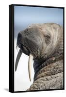 Walrus on Iceberg, Hudson Bay, Nunavut, Canada-Paul Souders-Framed Stretched Canvas