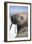 Walrus on Iceberg, Hudson Bay, Nunavut, Canada-Paul Souders-Framed Premium Photographic Print