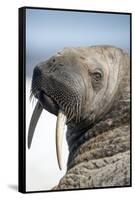 Walrus on Iceberg, Hudson Bay, Nunavut, Canada-Paul Souders-Framed Stretched Canvas