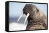 Walrus on Iceberg, Hudson Bay, Nunavut, Canada-Paul Souders-Framed Stretched Canvas