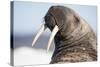 Walrus on Iceberg, Hudson Bay, Nunavut, Canada-Paul Souders-Stretched Canvas