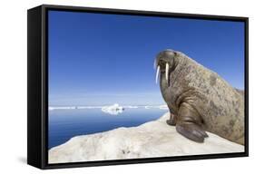 Walrus on Iceberg, Hudson Bay, Nunavut, Canada-Paul Souders-Framed Stretched Canvas