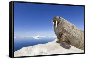 Walrus on Iceberg, Hudson Bay, Nunavut, Canada-Paul Souders-Framed Stretched Canvas