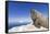 Walrus on Iceberg, Hudson Bay, Nunavut, Canada-Paul Souders-Framed Stretched Canvas