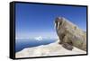 Walrus on Iceberg, Hudson Bay, Nunavut, Canada-Paul Souders-Framed Stretched Canvas