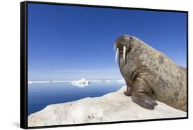 Walrus on Iceberg, Hudson Bay, Nunavut, Canada-Paul Souders-Framed Stretched Canvas