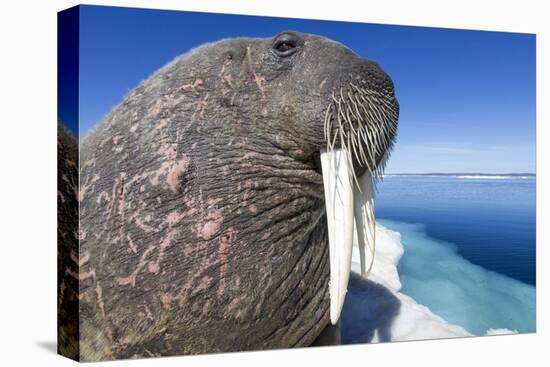 Walrus on Iceberg, Hudson Bay, Nunavut, Canada-Paul Souders-Stretched Canvas