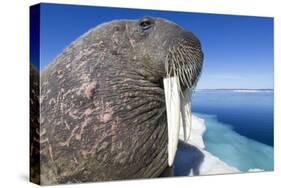 Walrus on Iceberg, Hudson Bay, Nunavut, Canada-Paul Souders-Stretched Canvas