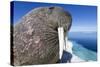 Walrus on Iceberg, Hudson Bay, Nunavut, Canada-Paul Souders-Stretched Canvas