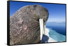 Walrus on Iceberg, Hudson Bay, Nunavut, Canada-Paul Souders-Framed Stretched Canvas