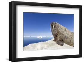 Walrus on Iceberg, Hudson Bay, Nunavut, Canada-Paul Souders-Framed Premium Photographic Print