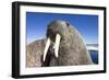 Walrus on Iceberg, Hudson Bay, Nunavut, Canada-Paul Souders-Framed Photographic Print