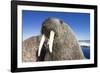 Walrus on Iceberg, Hudson Bay, Nunavut, Canada-Paul Souders-Framed Photographic Print