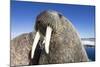 Walrus on Iceberg, Hudson Bay, Nunavut, Canada-Paul Souders-Mounted Photographic Print