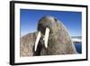 Walrus on Iceberg, Hudson Bay, Nunavut, Canada-Paul Souders-Framed Photographic Print