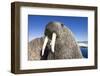 Walrus on Iceberg, Hudson Bay, Nunavut, Canada-Paul Souders-Framed Photographic Print