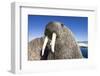 Walrus on Iceberg, Hudson Bay, Nunavut, Canada-Paul Souders-Framed Photographic Print