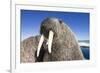 Walrus on Iceberg, Hudson Bay, Nunavut, Canada-Paul Souders-Framed Photographic Print