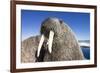 Walrus on Iceberg, Hudson Bay, Nunavut, Canada-Paul Souders-Framed Photographic Print