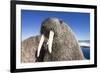 Walrus on Iceberg, Hudson Bay, Nunavut, Canada-Paul Souders-Framed Photographic Print