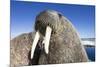 Walrus on Iceberg, Hudson Bay, Nunavut, Canada-Paul Souders-Mounted Photographic Print