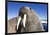 Walrus on Iceberg, Hudson Bay, Nunavut, Canada-Paul Souders-Framed Photographic Print