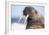 Walrus on Iceberg, Hudson Bay, Nunavut, Canada-Paul Souders-Framed Photographic Print