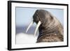 Walrus on Iceberg, Hudson Bay, Nunavut, Canada-Paul Souders-Framed Photographic Print