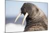 Walrus on Iceberg, Hudson Bay, Nunavut, Canada-Paul Souders-Mounted Photographic Print