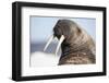 Walrus on Iceberg, Hudson Bay, Nunavut, Canada-Paul Souders-Framed Photographic Print