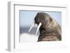 Walrus on Iceberg, Hudson Bay, Nunavut, Canada-Paul Souders-Framed Photographic Print