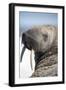 Walrus on Iceberg, Hudson Bay, Nunavut, Canada-Paul Souders-Framed Photographic Print