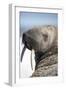 Walrus on Iceberg, Hudson Bay, Nunavut, Canada-Paul Souders-Framed Photographic Print