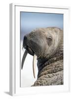 Walrus on Iceberg, Hudson Bay, Nunavut, Canada-Paul Souders-Framed Photographic Print