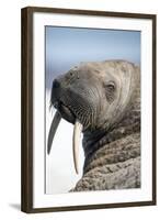 Walrus on Iceberg, Hudson Bay, Nunavut, Canada-Paul Souders-Framed Photographic Print