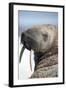 Walrus on Iceberg, Hudson Bay, Nunavut, Canada-Paul Souders-Framed Photographic Print