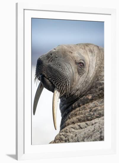 Walrus on Iceberg, Hudson Bay, Nunavut, Canada-Paul Souders-Framed Photographic Print