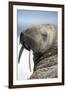 Walrus on Iceberg, Hudson Bay, Nunavut, Canada-Paul Souders-Framed Photographic Print