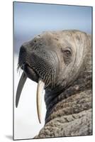 Walrus on Iceberg, Hudson Bay, Nunavut, Canada-Paul Souders-Mounted Photographic Print