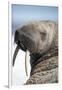 Walrus on Iceberg, Hudson Bay, Nunavut, Canada-Paul Souders-Framed Photographic Print