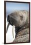 Walrus on Iceberg, Hudson Bay, Nunavut, Canada-Paul Souders-Framed Photographic Print