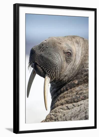 Walrus on Iceberg, Hudson Bay, Nunavut, Canada-Paul Souders-Framed Photographic Print