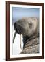 Walrus on Iceberg, Hudson Bay, Nunavut, Canada-Paul Souders-Framed Photographic Print