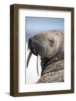 Walrus on Iceberg, Hudson Bay, Nunavut, Canada-Paul Souders-Framed Photographic Print