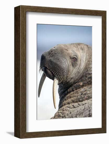 Walrus on Iceberg, Hudson Bay, Nunavut, Canada-Paul Souders-Framed Photographic Print