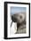 Walrus on Iceberg, Hudson Bay, Nunavut, Canada-Paul Souders-Framed Photographic Print