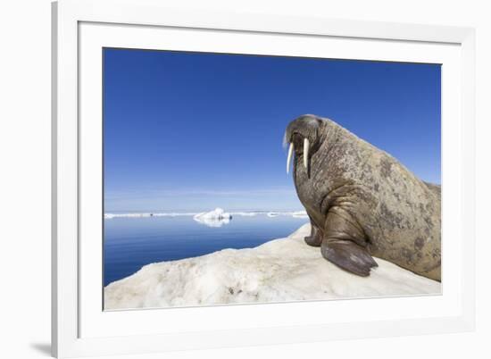 Walrus on Iceberg, Hudson Bay, Nunavut, Canada-Paul Souders-Framed Photographic Print